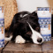 PERRO Karma mokra Koza z batatami 800g - monobiałkowa formuła dla psów dorosłych